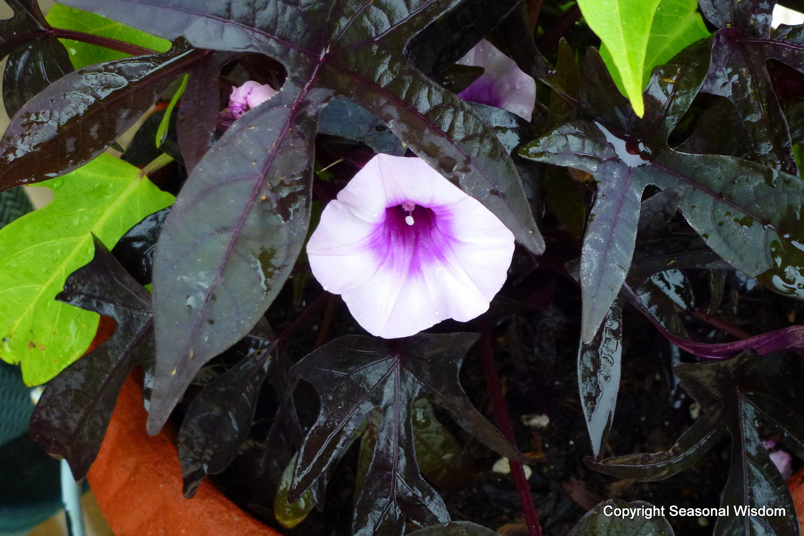 Sweet Potato Flower
 Fabulous Plant Foliage