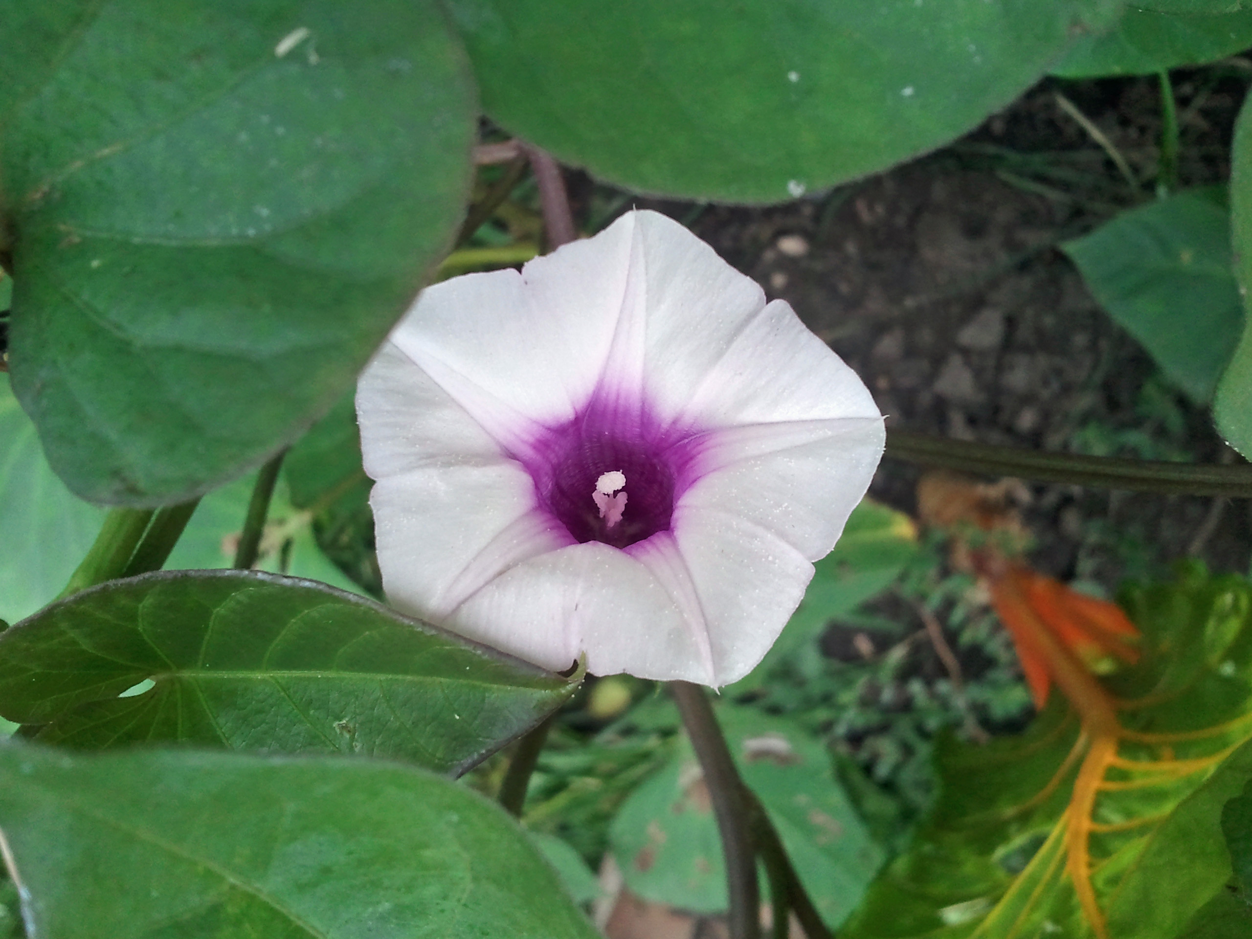 Sweet Potato Flower
 flowers