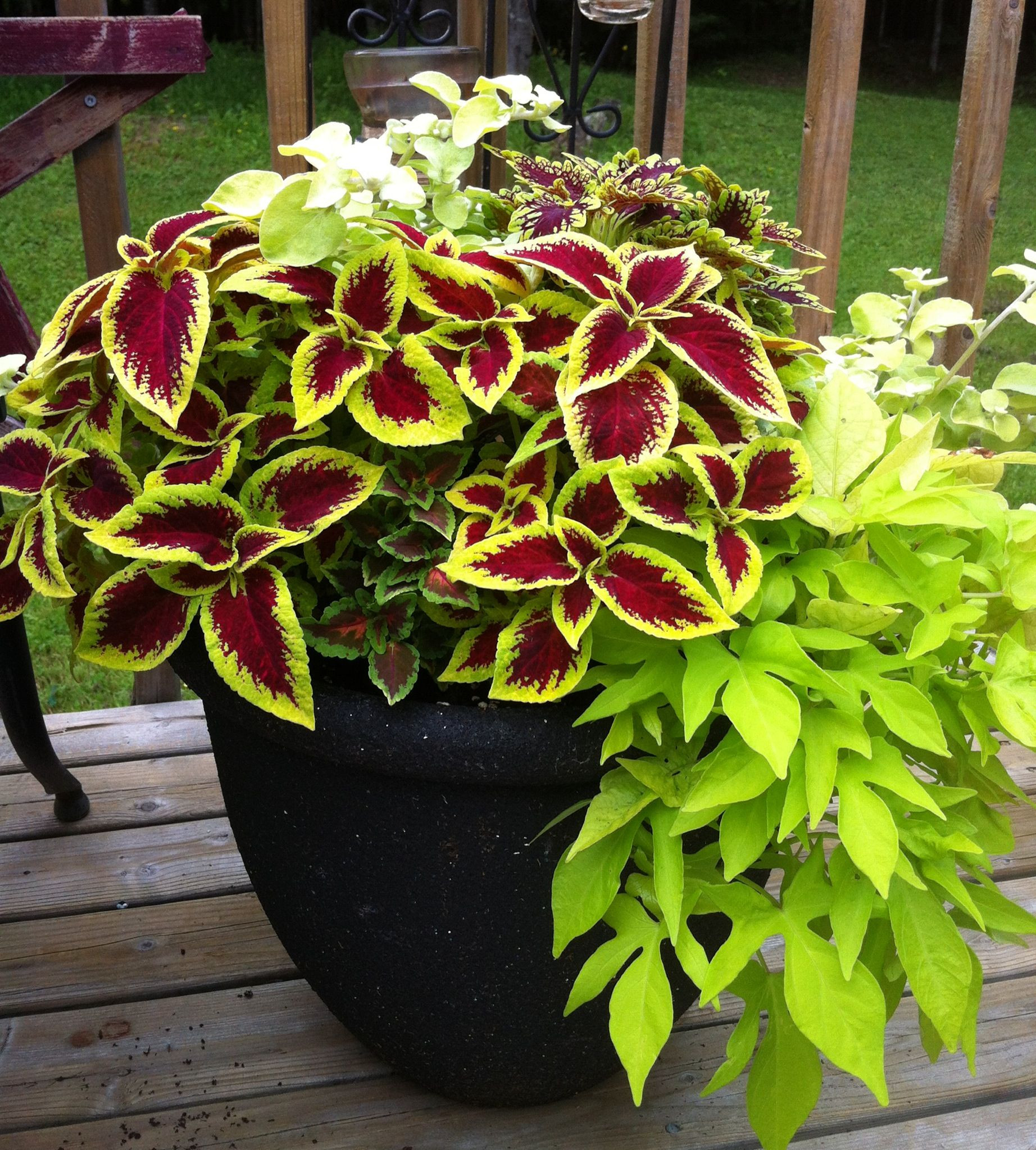 Sweet Potato Flower
 Coleus and sweet potato vine my new addiction