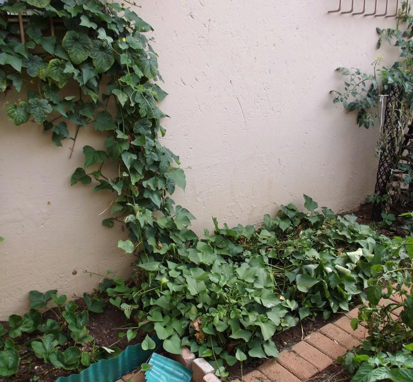 Sweet Potato Flower
 Roots n Shoots Sweet Potato How To Grow Ve able of