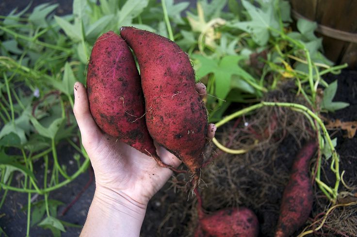 Sweet Potato Flower
 SWEET POTATOES IN BUSHEL BASKETS — a success Sweet