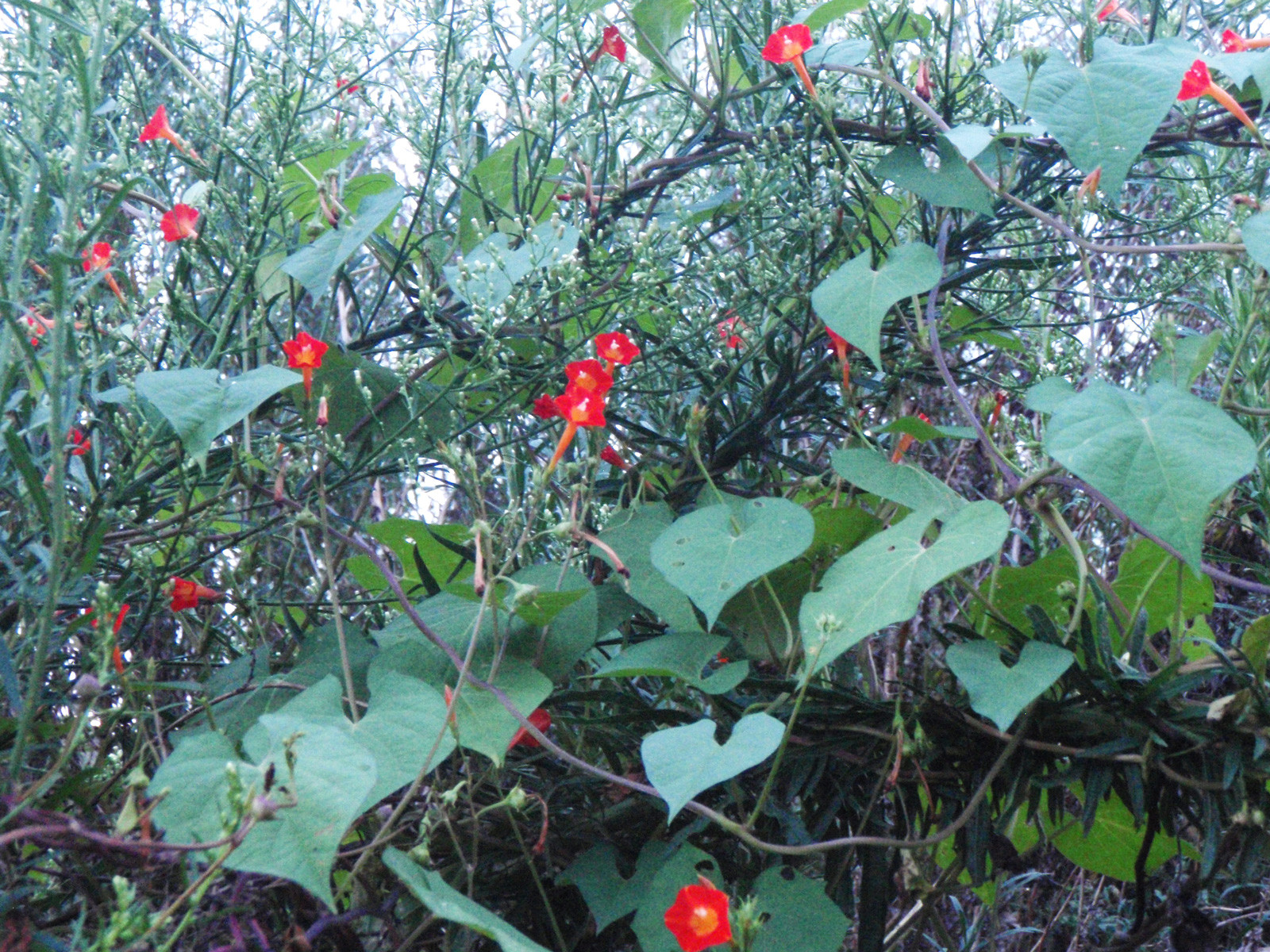 Sweet Potato Flower
 A Garden To Do List Part 1