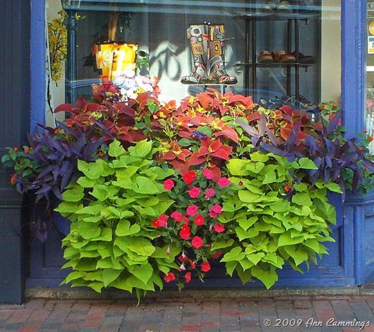 Sweet Potato Flower
 Beautiful window box Portsmouth NH Downtown Storefront