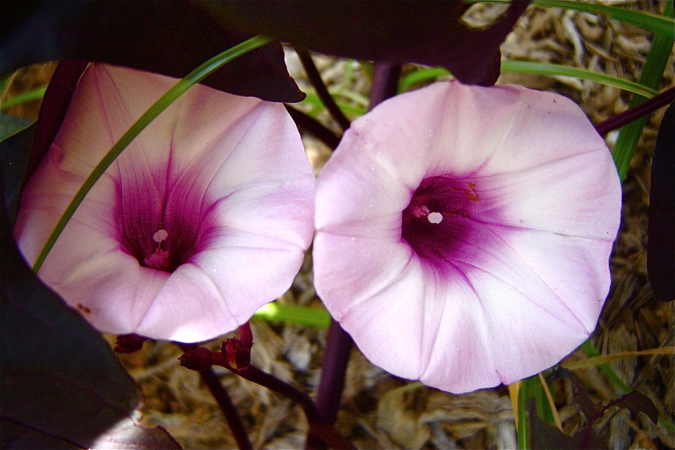 Sweet Potato Flower
 Sweet Potato Vine Ipomoea batatas Plant Care Guide