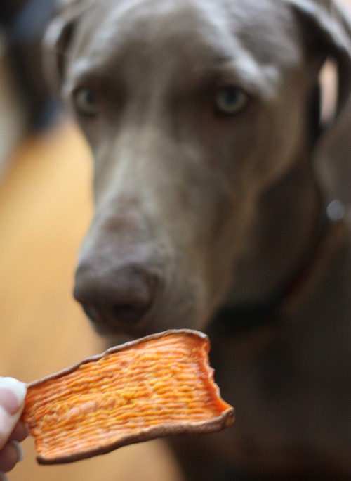 Sweet Potato For Dogs
 How To Make Sweet Potato Dog Chew Treats