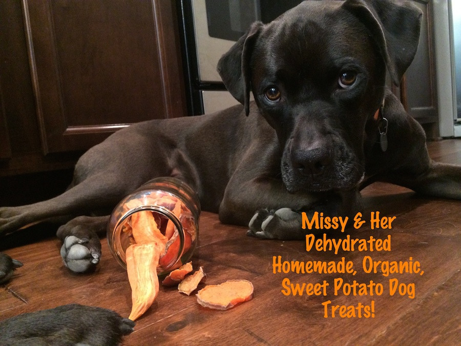 Sweet Potato For Dogs
 Spoiling Your Dogs With Dehydrated Organic Homemade