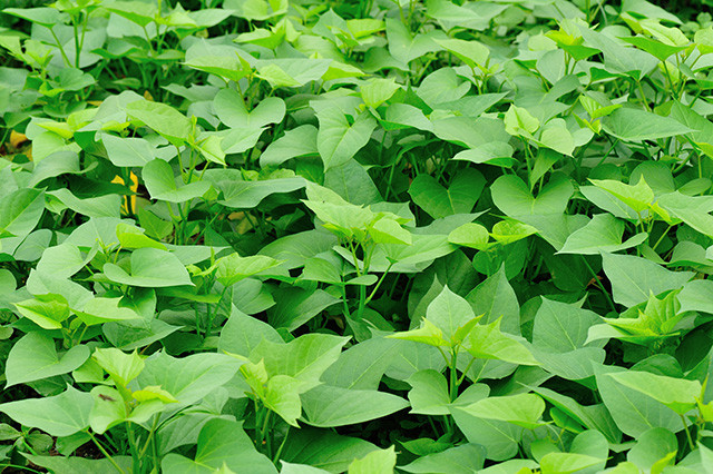 Sweet Potato Leaves
 Korea’s Love Affair with Sweet Potatoes