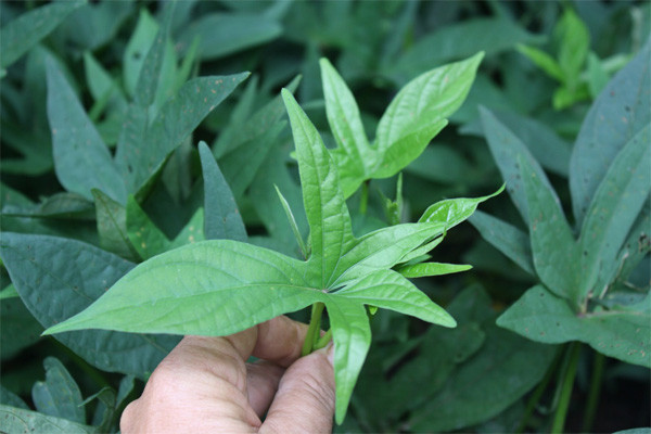 Sweet Potato Leaves
 Sweet Potato Tips & Recipe