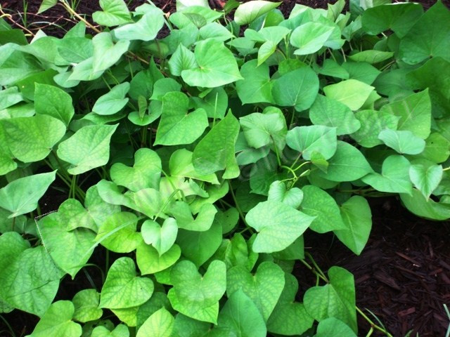 Sweet Potato Leaves
 are sweet potato leaves edible