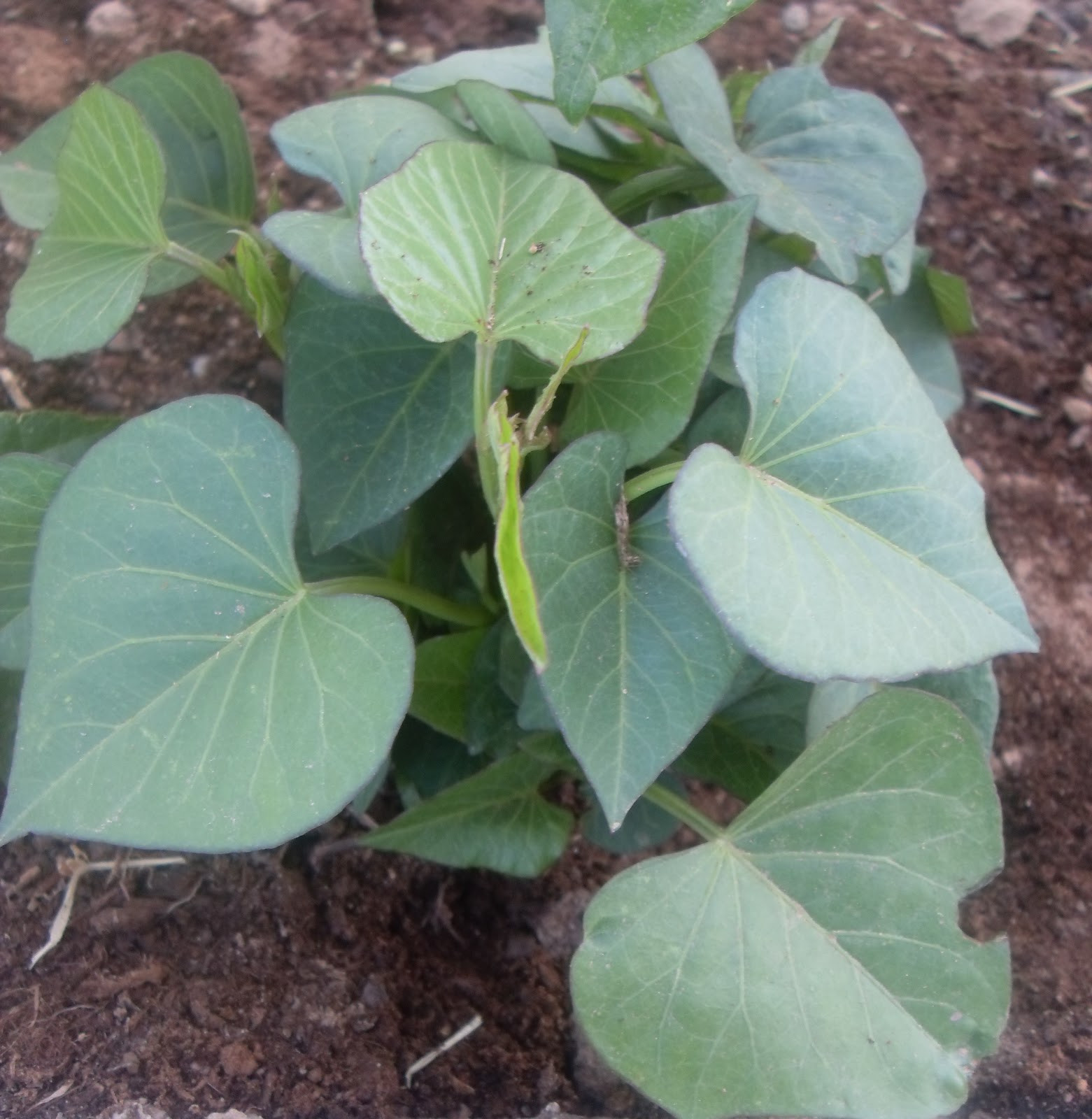 Sweet Potato Leaves
 The Scientific Gardener All Purple Sweet Potato