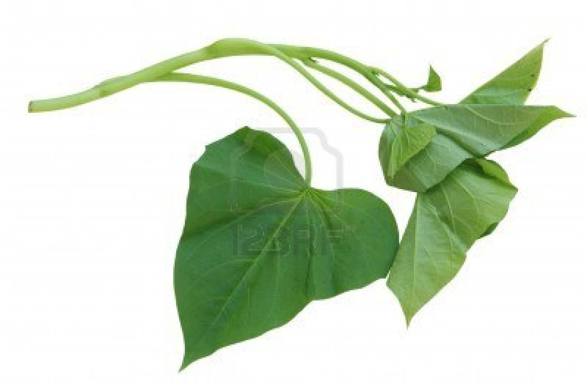 Sweet Potato Leaves
 Sweet Potato Leaves Stir Fry