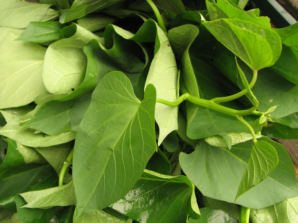 Sweet Potato Leaves
 Wild Greens – Plant Abundance