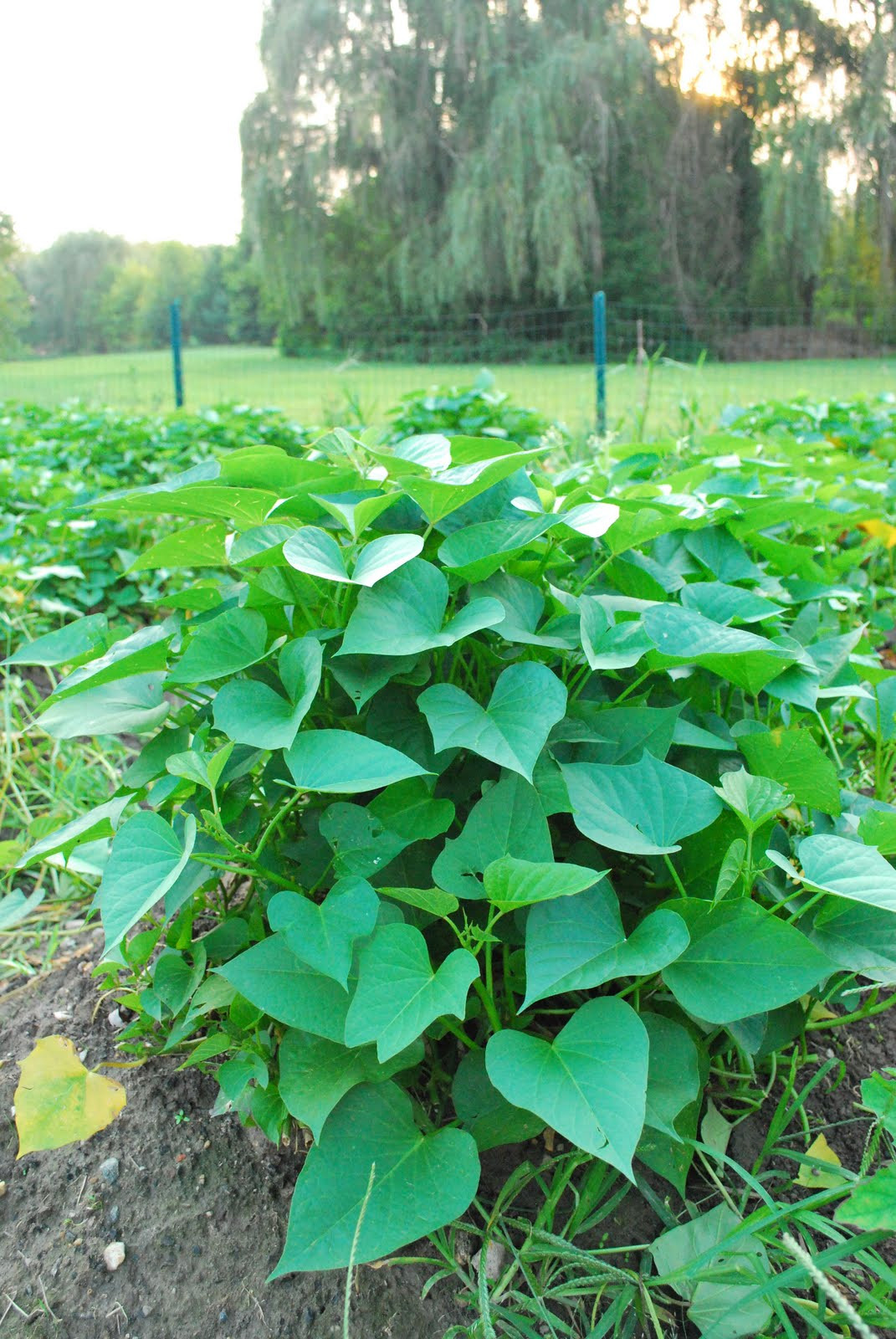 Sweet Potato Leaves
 Greenish Thumb Growing Buying Cooking Sweet Potato Leaves