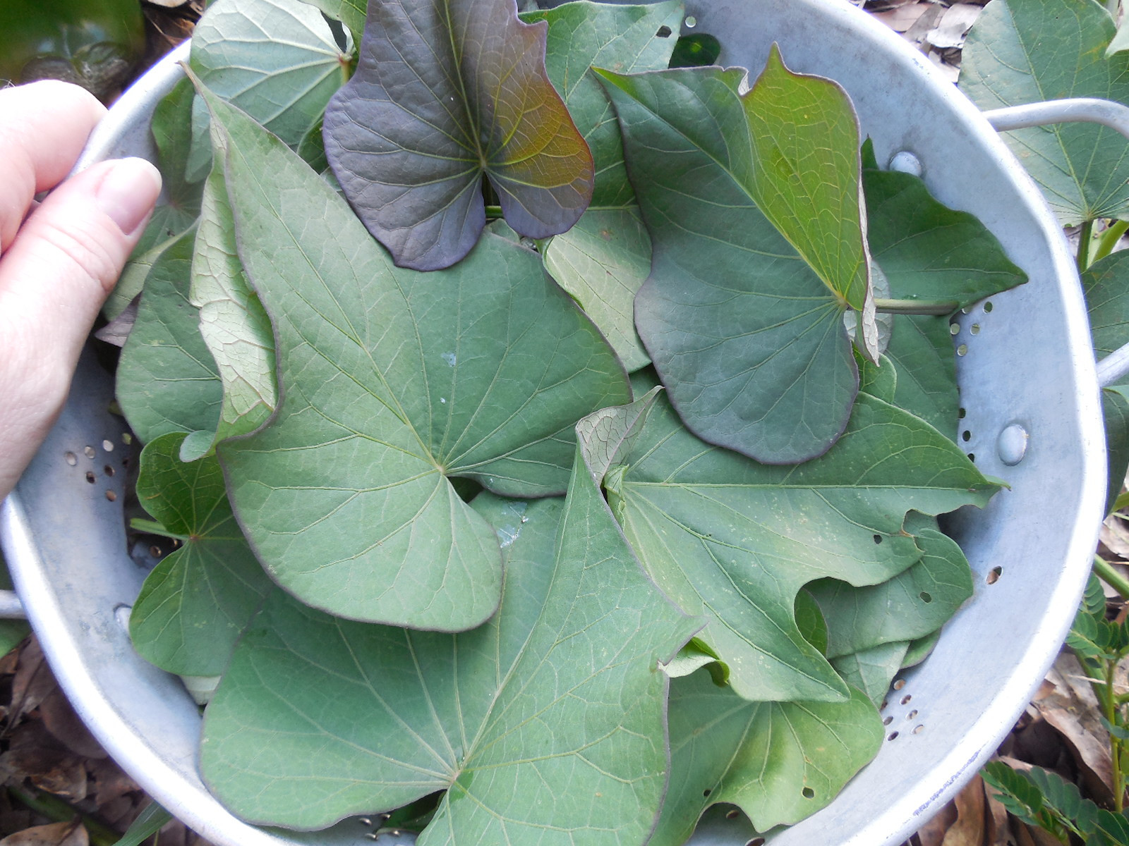 Sweet Potato Leaves
 Are Sweet Potato Leaves Edible