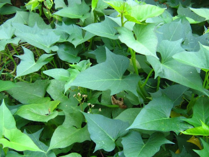 Sweet Potato Leaves
 Body is a treasure of sweet potato leaves plebeian