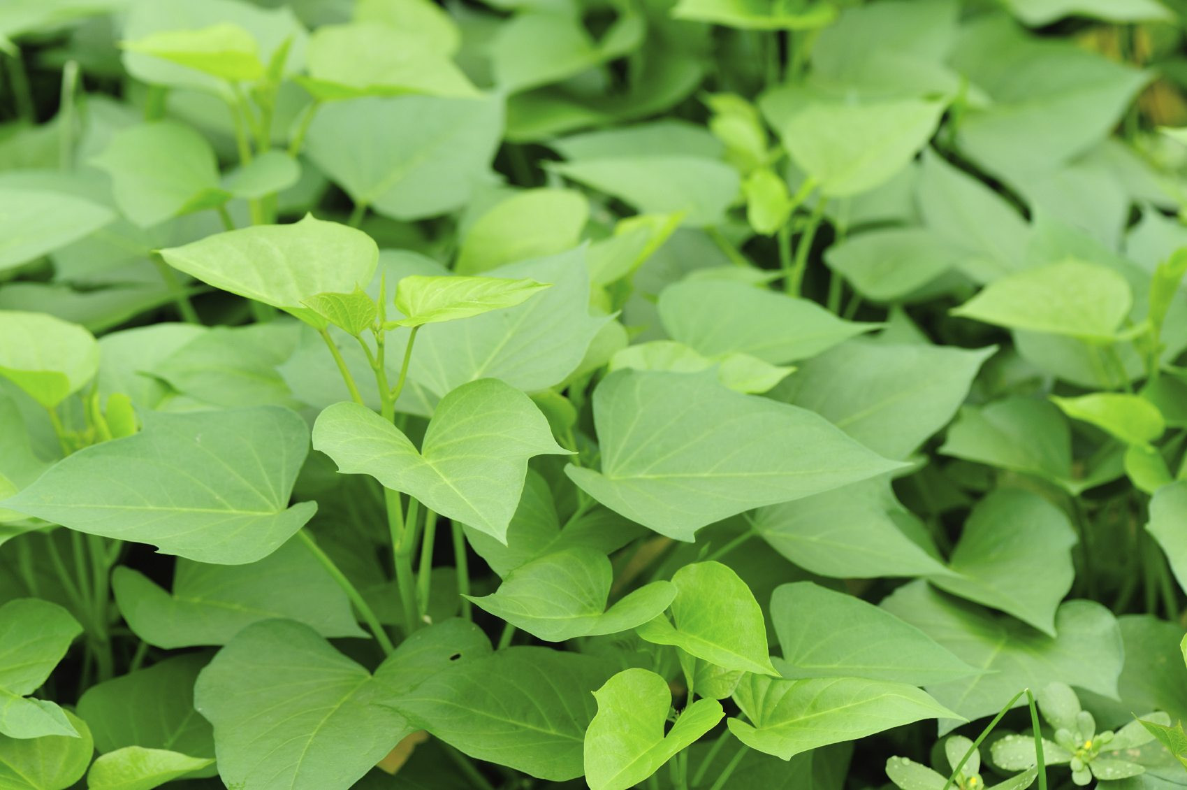 Sweet Potato Leaves
 Sweet Potato Greens Information About Eating Potato Vine