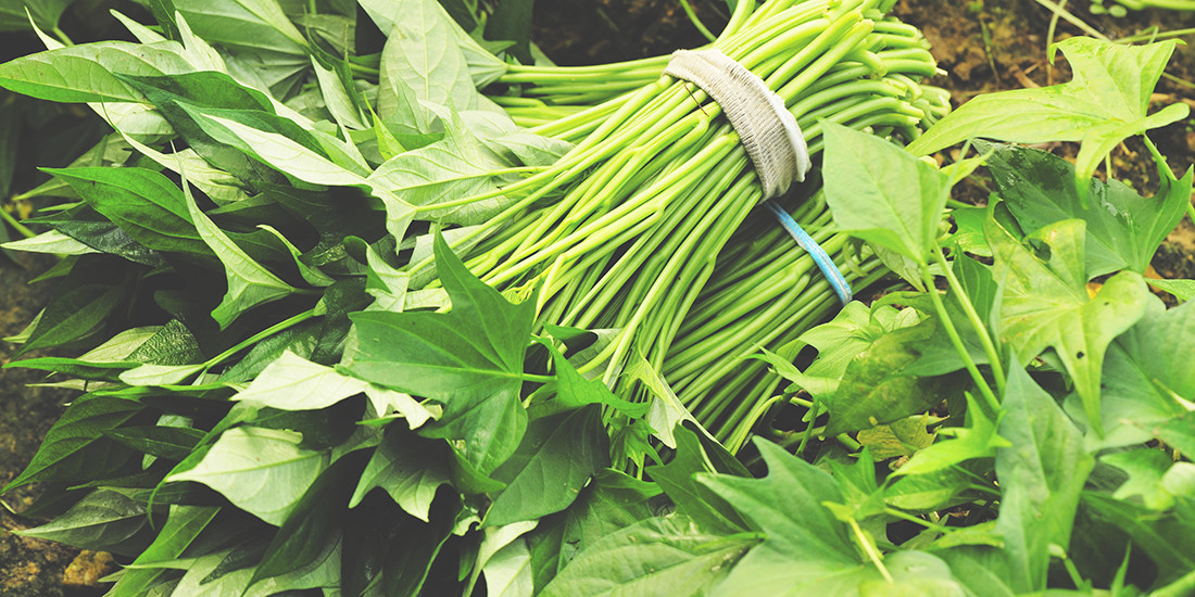 Sweet Potato Leaves
 Sweet Potato Greens The Grocer