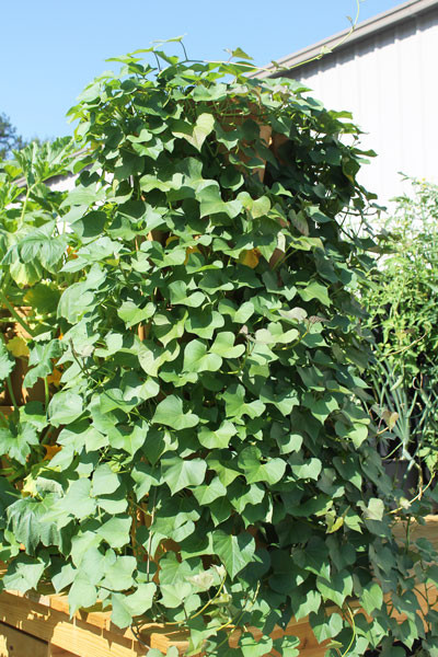 Sweet Potato Plants
 How to Grow Sweet Potatoes Vertically GreenStalk