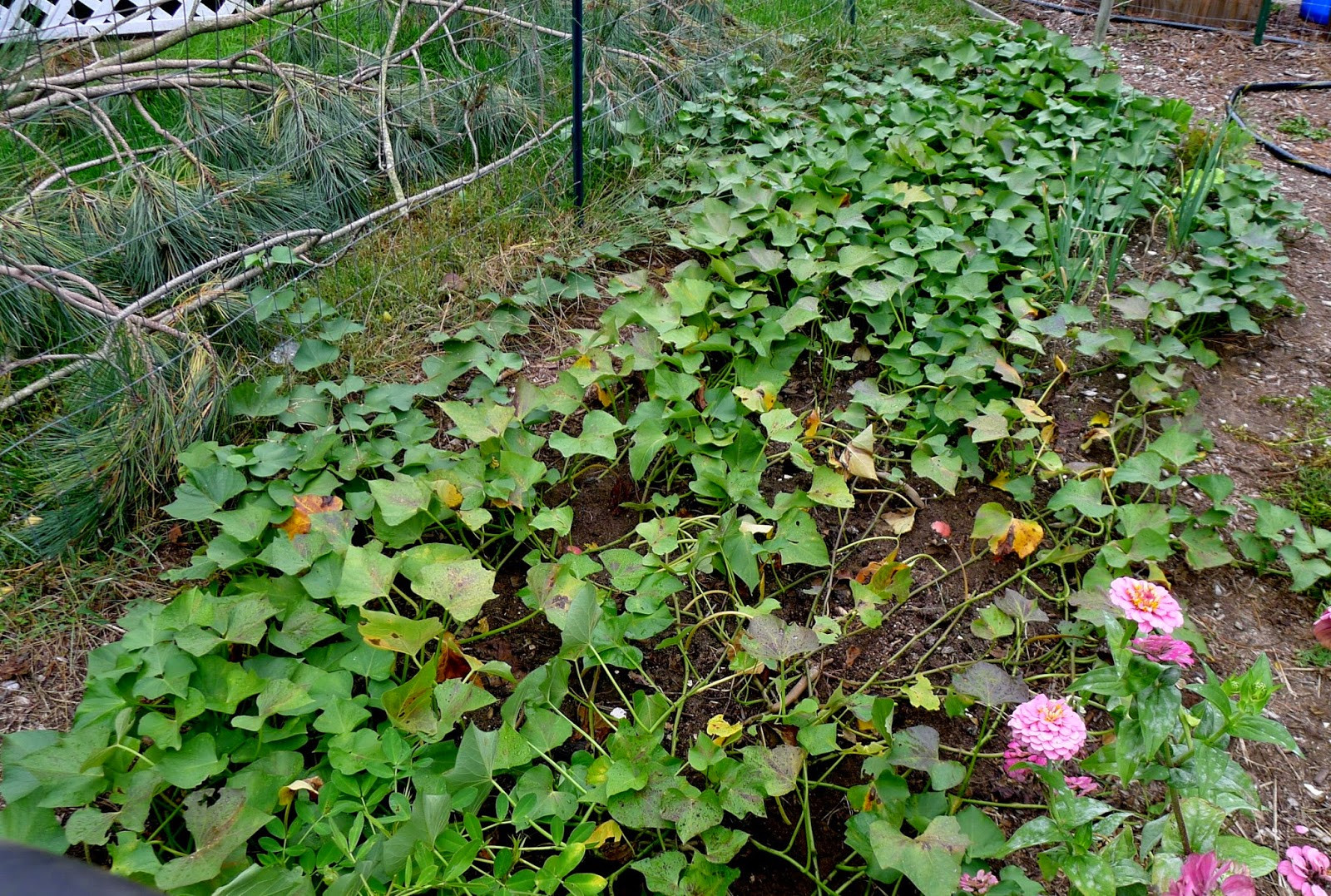 Sweet Potato Plants
 Less Noise More Green e potato two potato