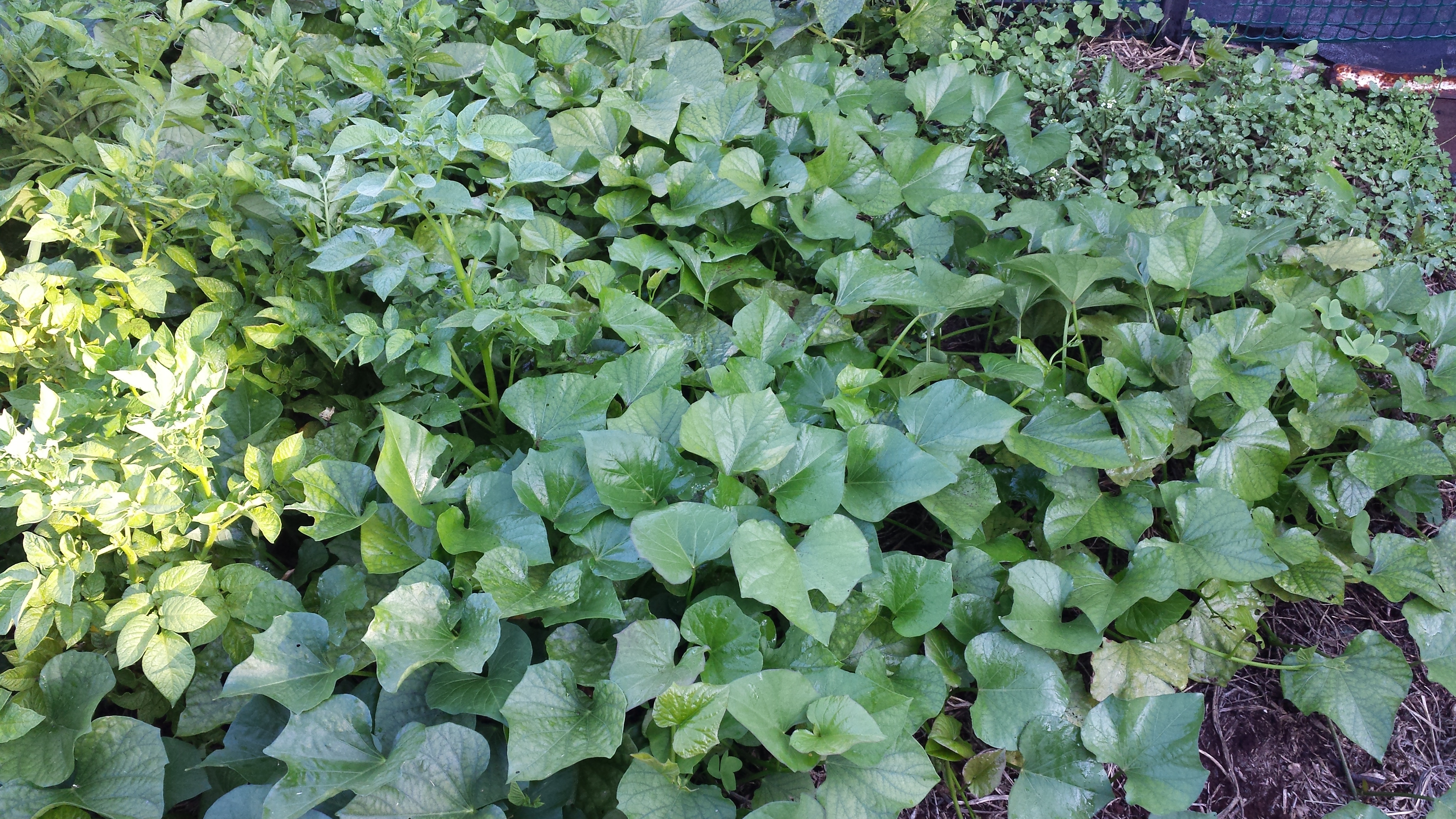 Sweet Potato Plants
 Sweet Potato