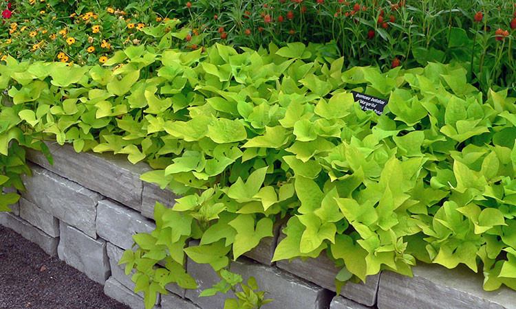 Sweet Potato Plants
 Sweet Potato Vine How to Grow These Gorgeous Flowing Vines