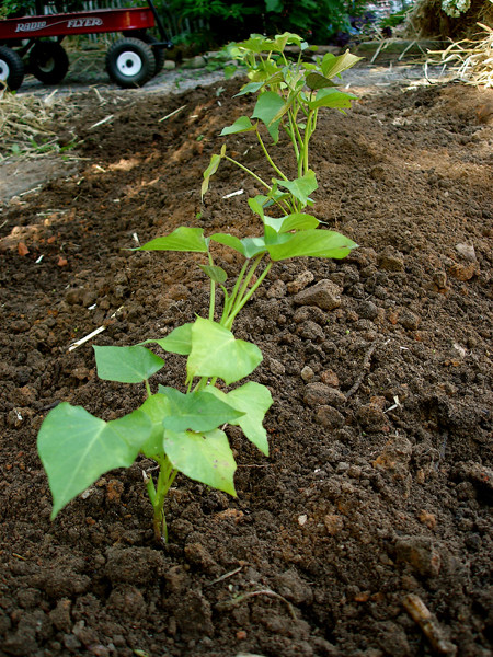 Sweet Potato Plants
 Growing Sweet Potatoes Bonnie Plants