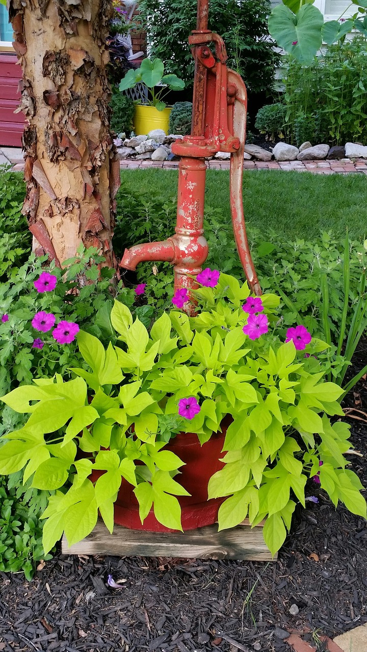 Sweet Potato Plants
 How To Grow Sweet Potato Vines From Tubers Video