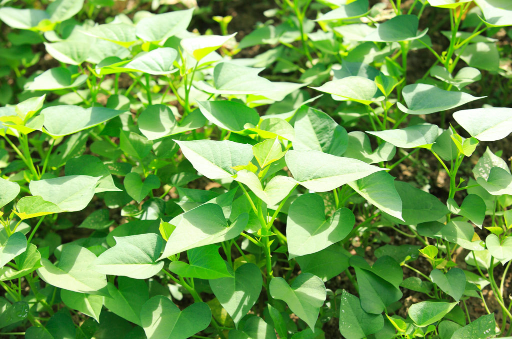 Sweet Potato Plants
 Growing Sweet Potatoes Bonnie Plants