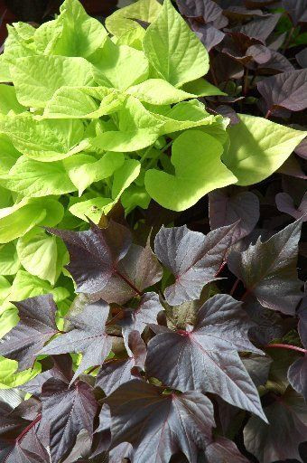 Sweet Potato Plants
 Ornamental sweet potato vine is a vivid garden accent