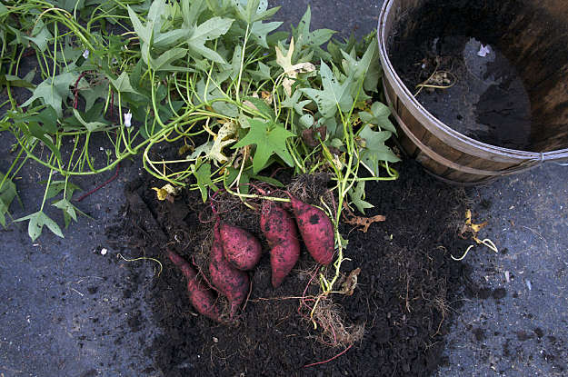 Sweet Potato Season
 Grow A Four Season Ve able Garden With 37 Veggies In Season