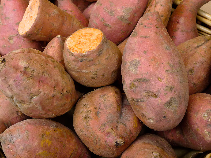 Sweet Potato Season
 Sweet Potatoes Short Summer Varieties Harvest to Table