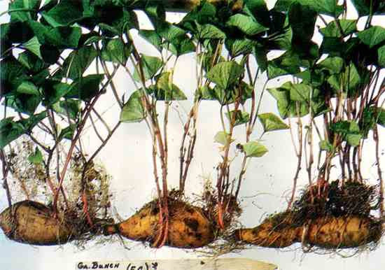 Sweet Potato Seeds
 Sweet Potato Slips Organic Gardening MOTHER EARTH NEWS