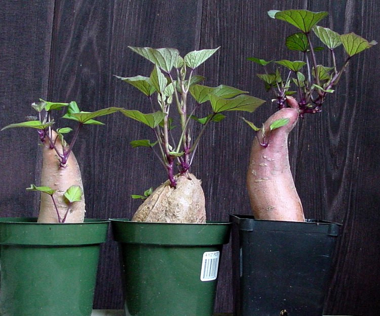 Sweet Potato Slips
 Growing Sweet Potatoes How to start your own slips