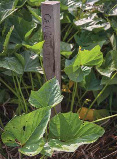 Sweet Potato Slips For Sale
 Growing Sweet Potatoes from Slips Organic Gardening