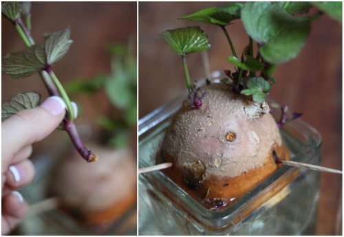 Sweet Potato Slips
 17 Apart How To Plant Sweet Potatoes Indoors