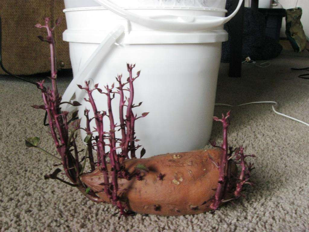 Sweet Potato Slips
 How To Grow 25 Pounds of Sweet Potatoes in a Bucket