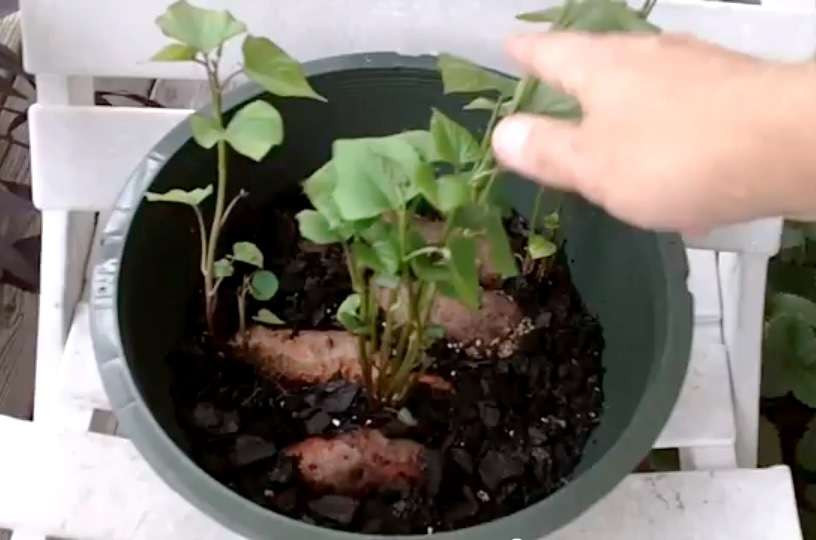 Sweet Potato Slips
 How To Grow 25 Pounds of Sweet Potatoes in a Bucket