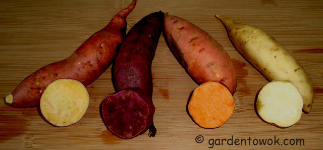 Sweet Potato Varieties
 Harvest Monday October 7 2013 – 4 Varieties of Sweet