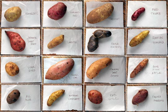 Sweet Potato Varieties
 Soroudi Says December 2010