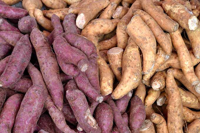 Sweet Potato Varieties
 Everything You Need to Know about the Sweet Potato