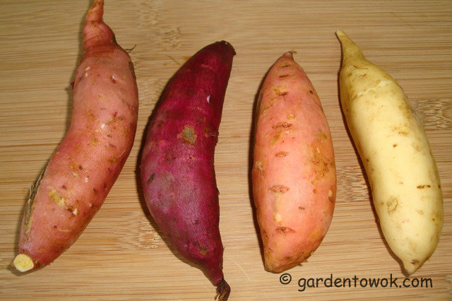 Sweet Potato Varieties
 Harvest Monday October 7 2013 – 4 Varieties of Sweet