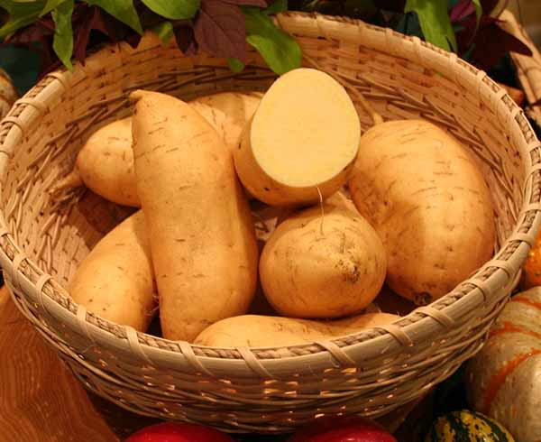 Sweet Potato Varieties
 Sweet Potatoes Tasty Farmer