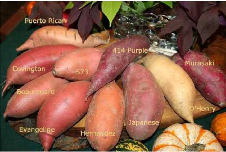 Sweet Potato Varieties
 Durham Council of Garden Clubs VEGETABLE SPOTLIGHT Sweet