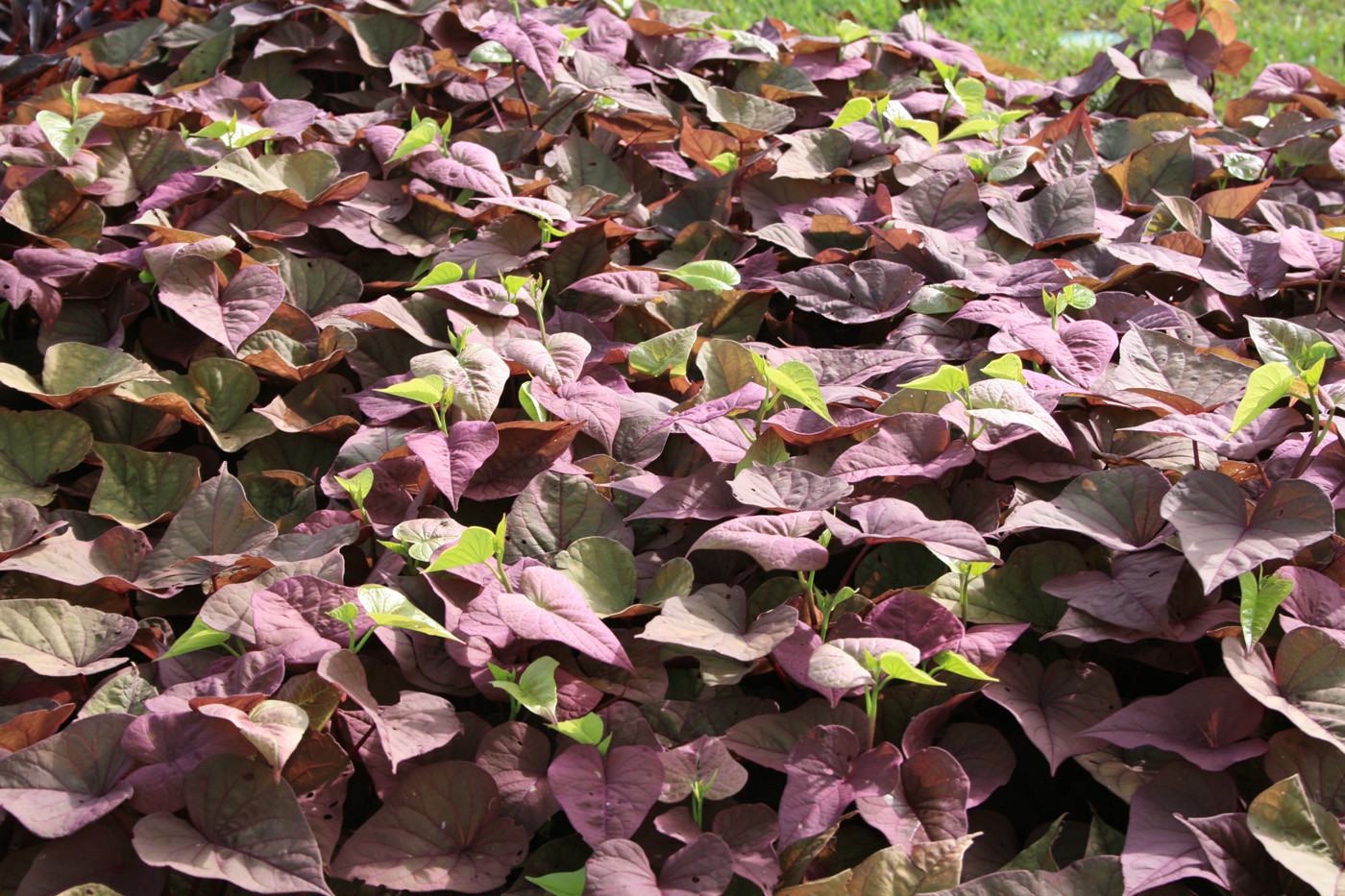 Sweet Potato Vine
 Sweet potato vine adds unique colors