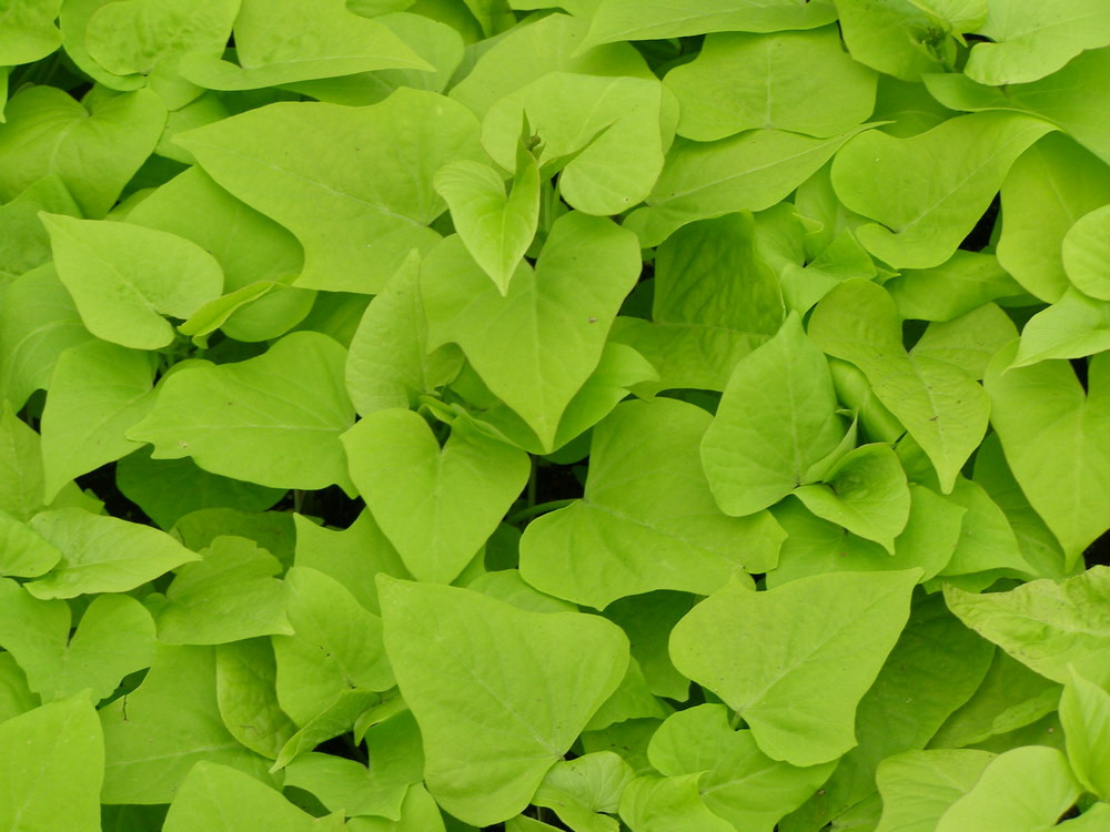 Sweet Potato Vine
 Marguerite Ipomoea Sweet Potato Vine