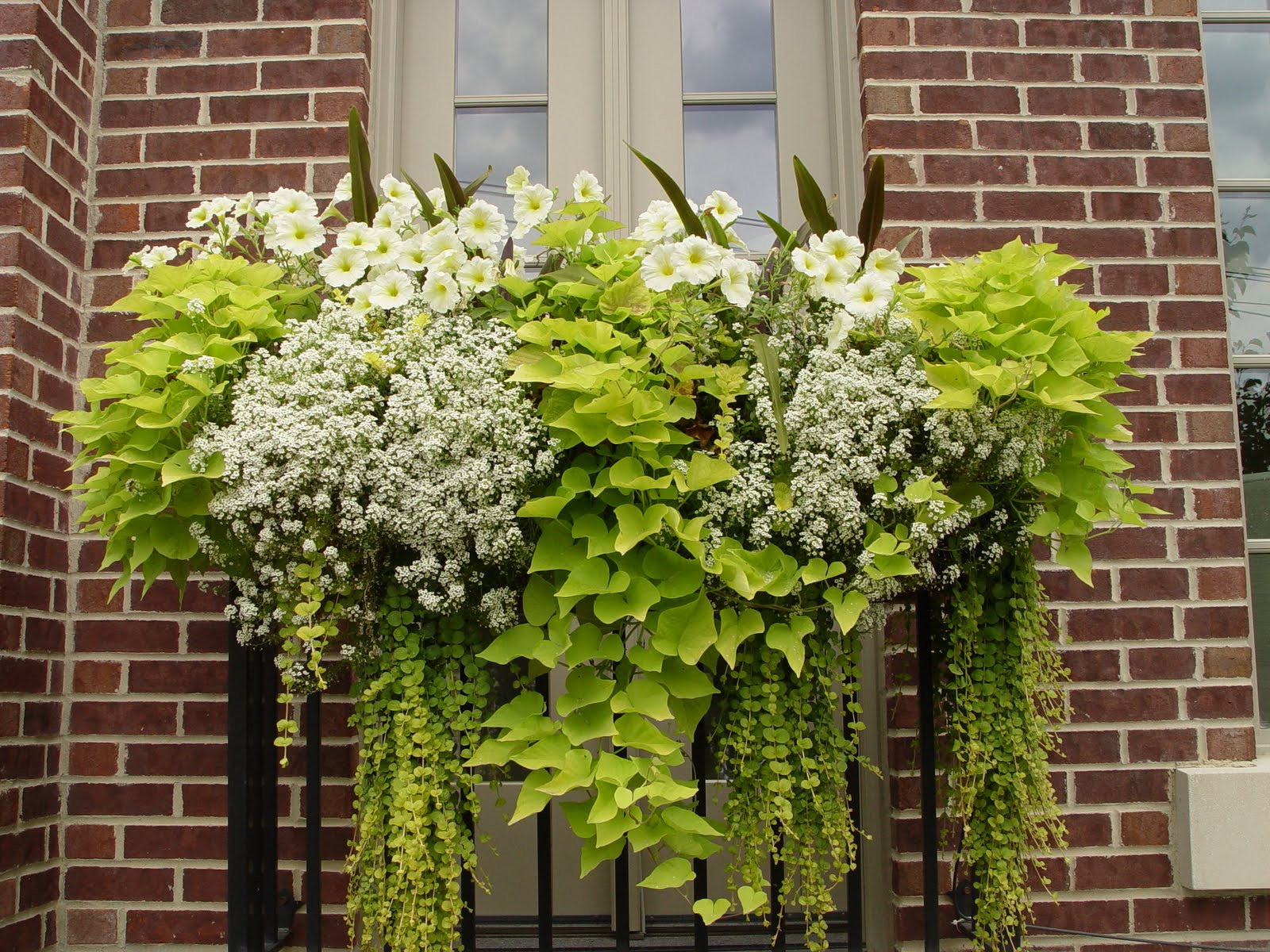 Sweet Potato Vine
 The Window Box