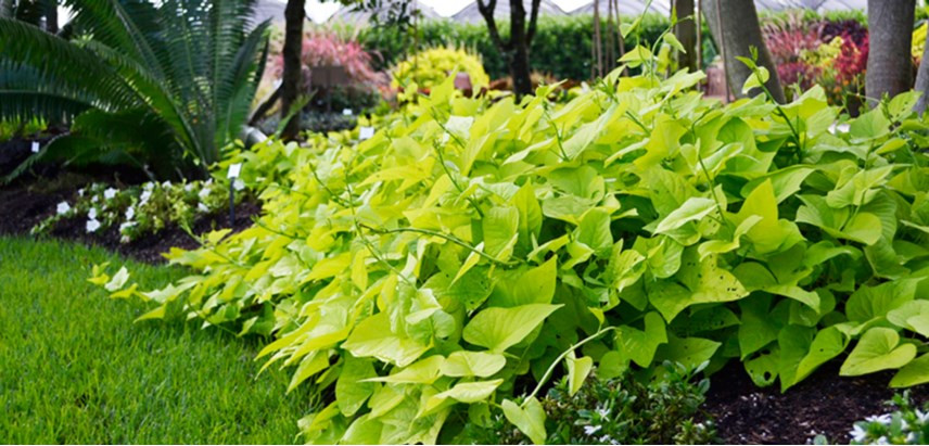 Sweet Potato Vine
 Sweet Potato Vine