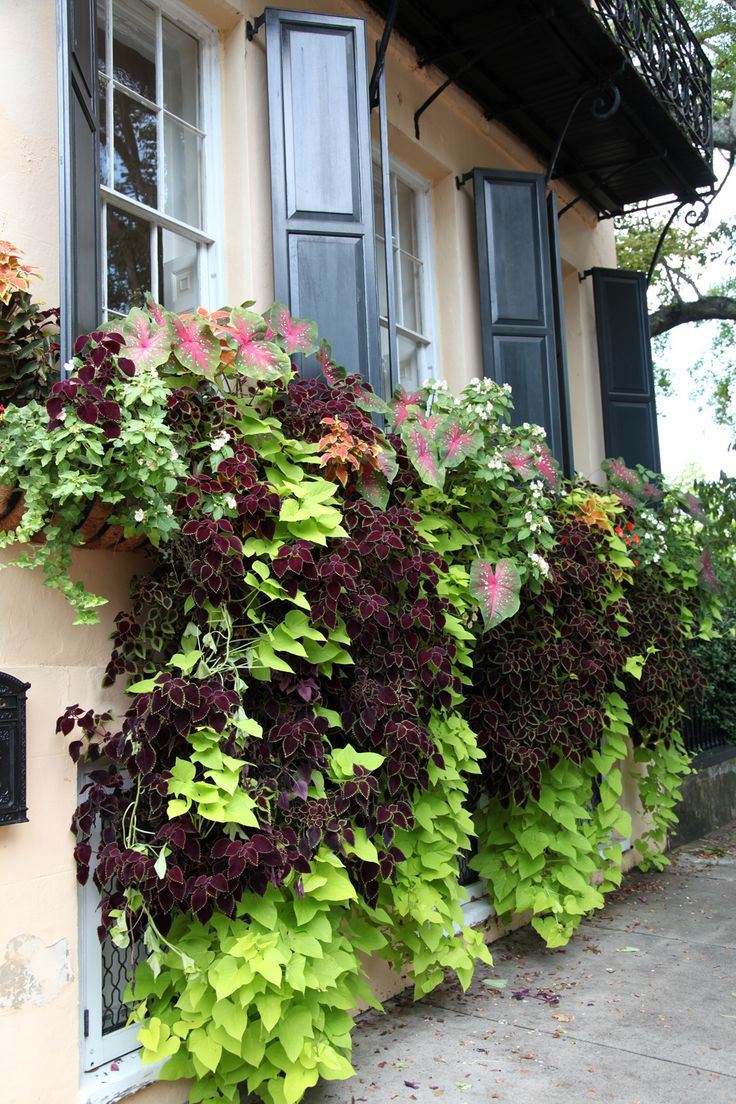 Sweet Potato Vine
 1000 images about window box ideas on Pinterest