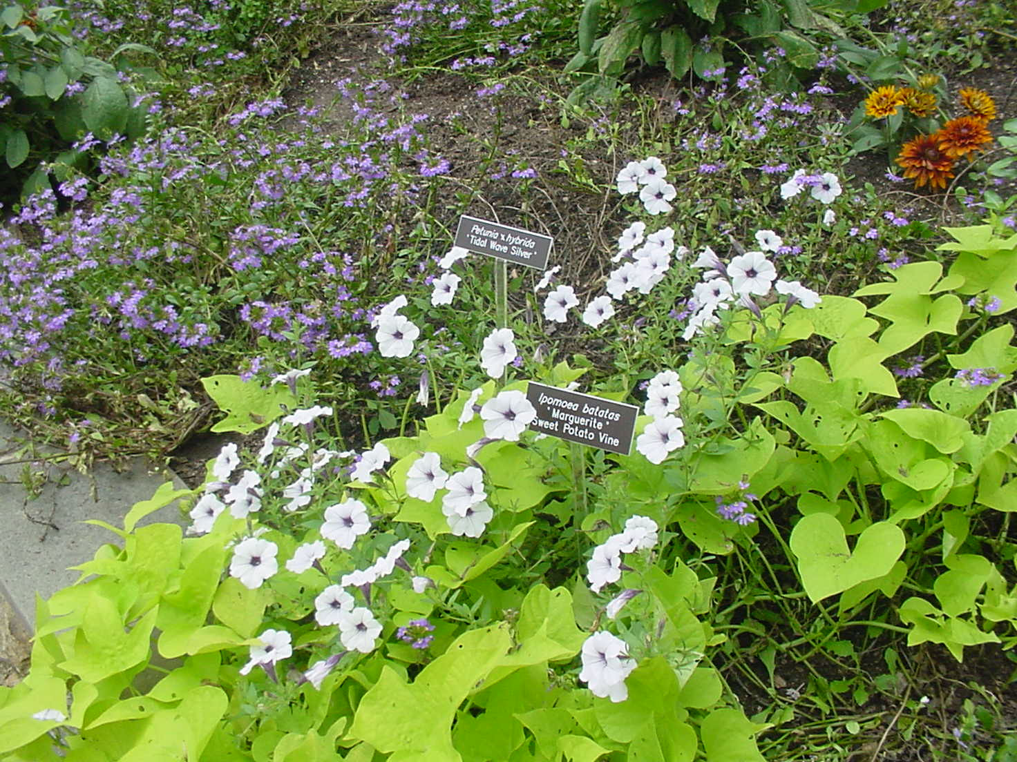 Sweet Potato Vine
 sweet potato vine