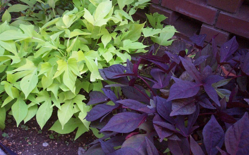 Sweet Potato Vine
 Annuals – Gammon s Garden Center & Landscape Nursery